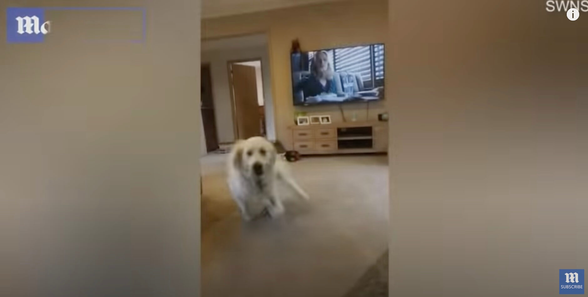 ゴールデンレトリーバー,動画