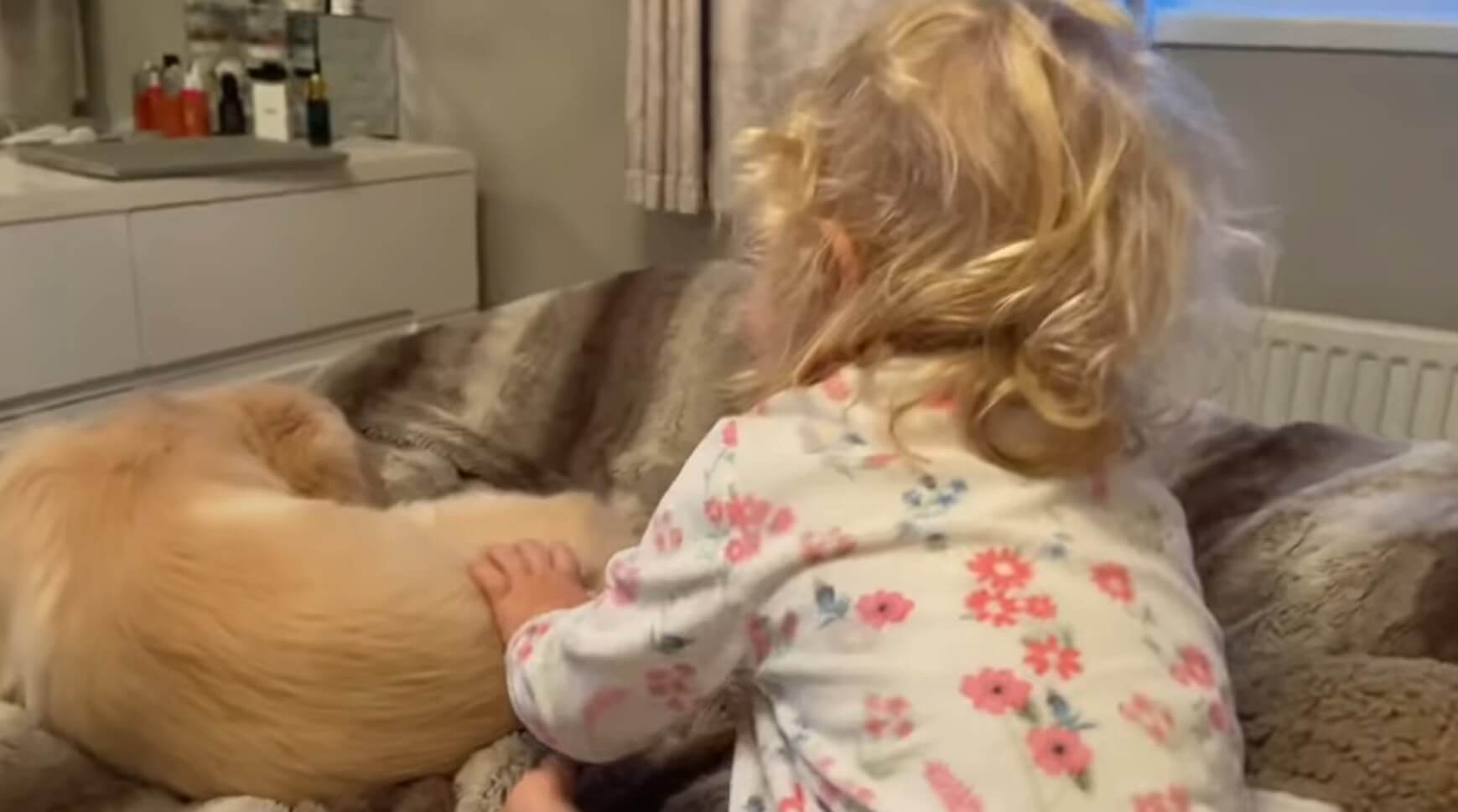 ゴールデンレトリーバー,動画