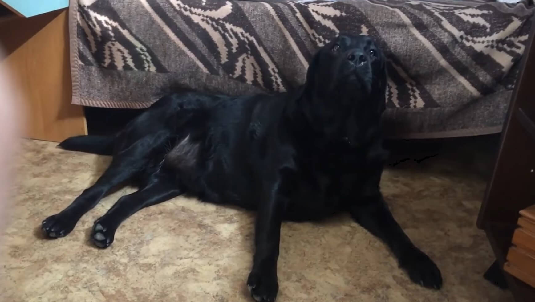 ラブラドールレトリーバー,動画