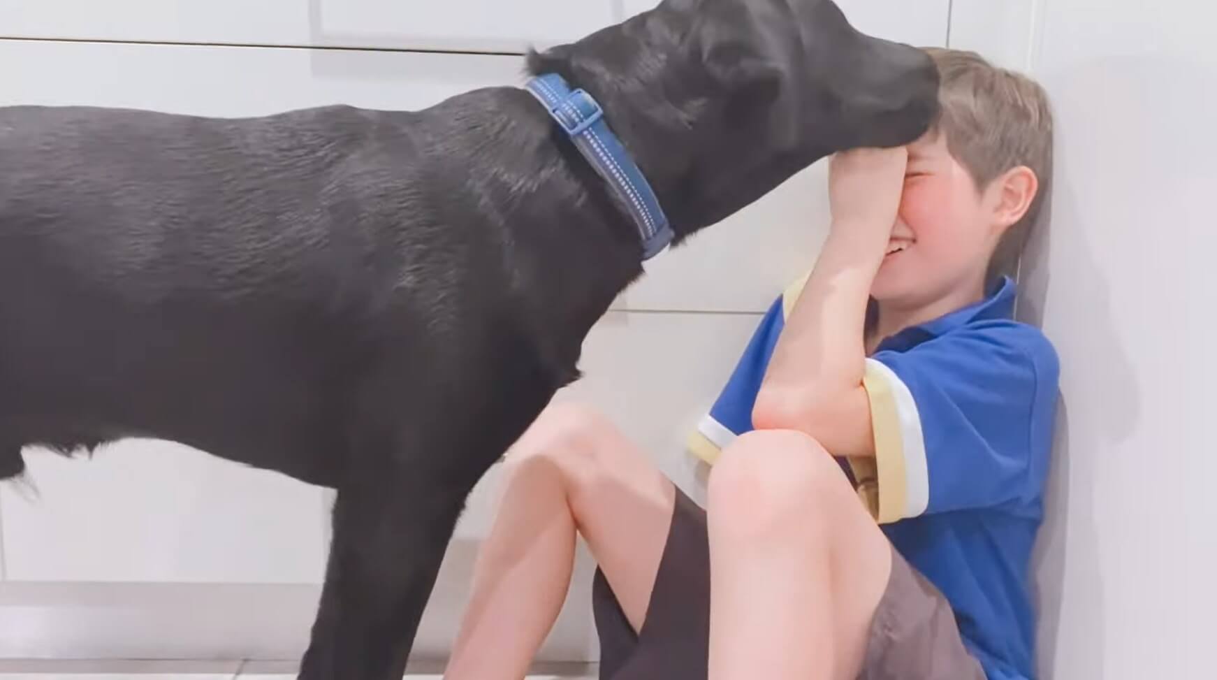 ラブラドールレトリーバー,動画