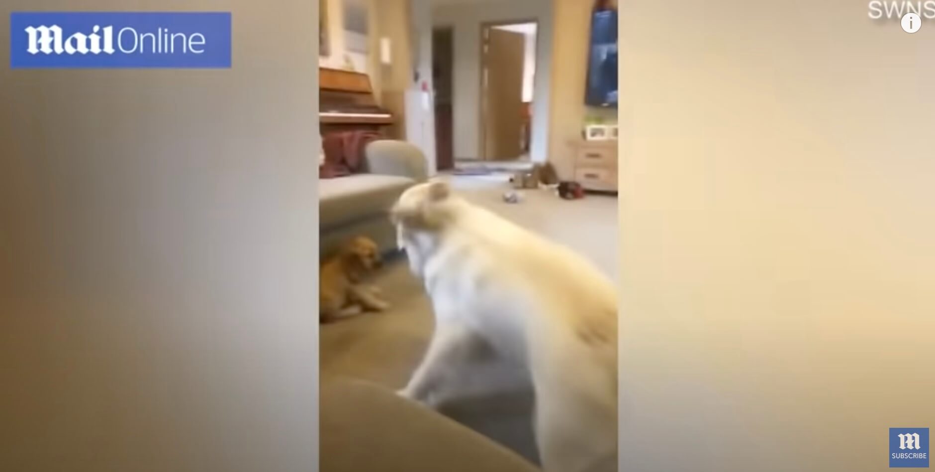 ゴールデンレトリーバー,動画