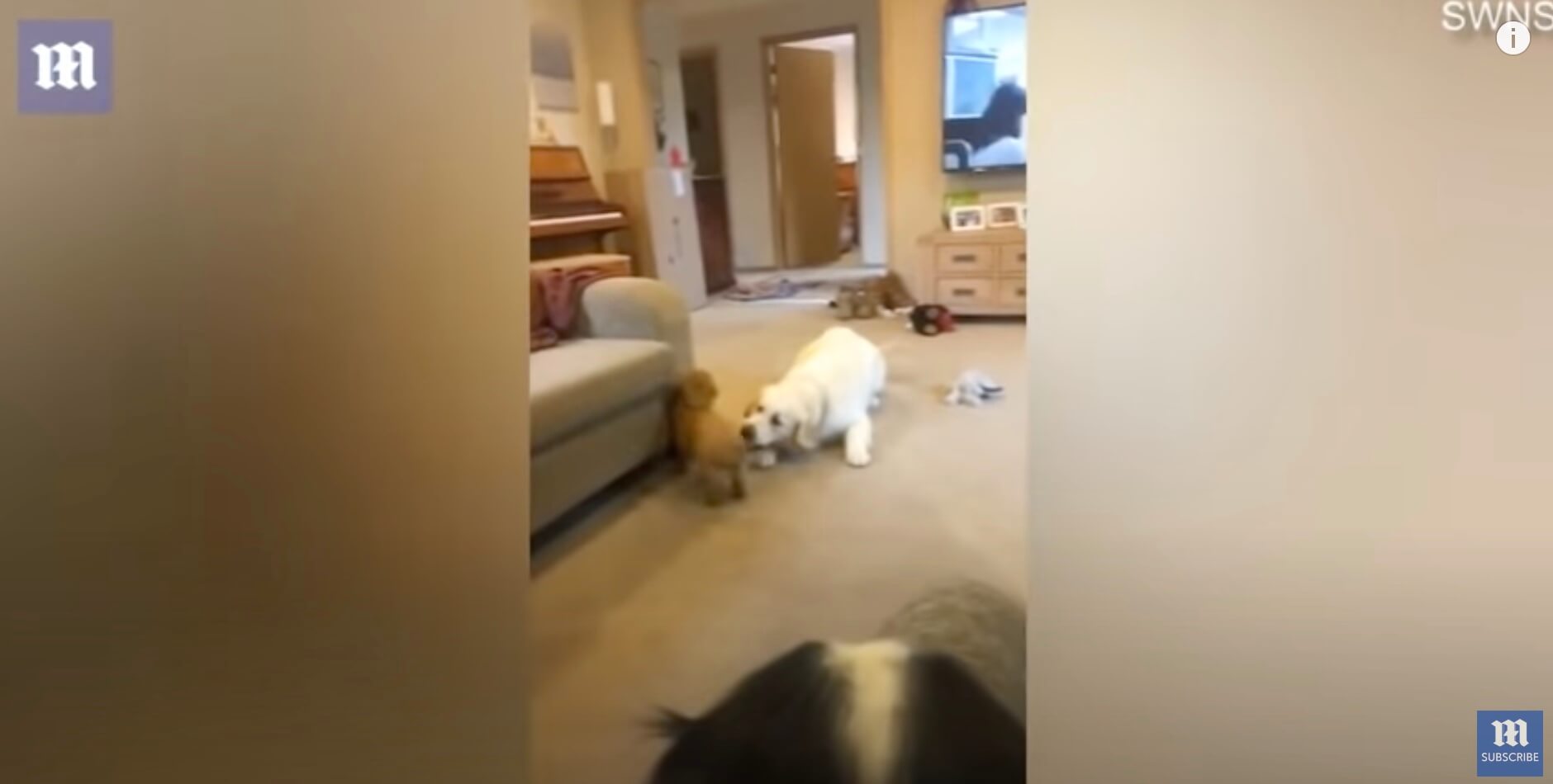 ゴールデンレトリーバー,動画