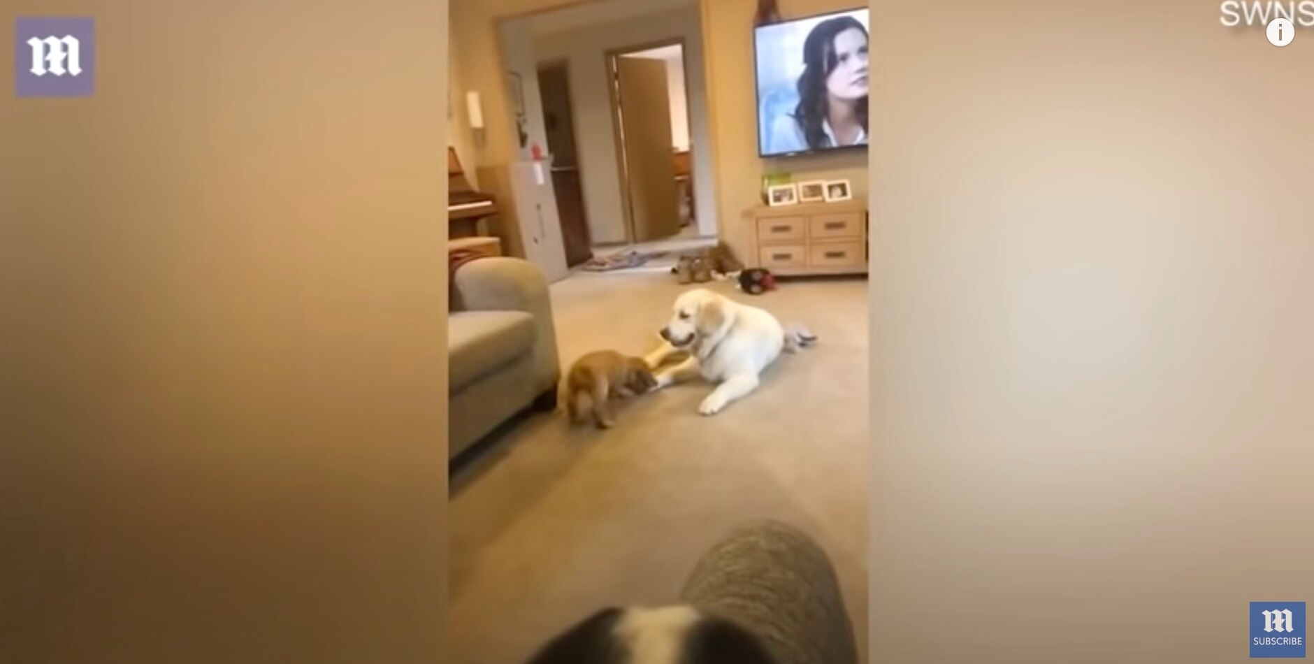 ゴールデンレトリーバー,動画