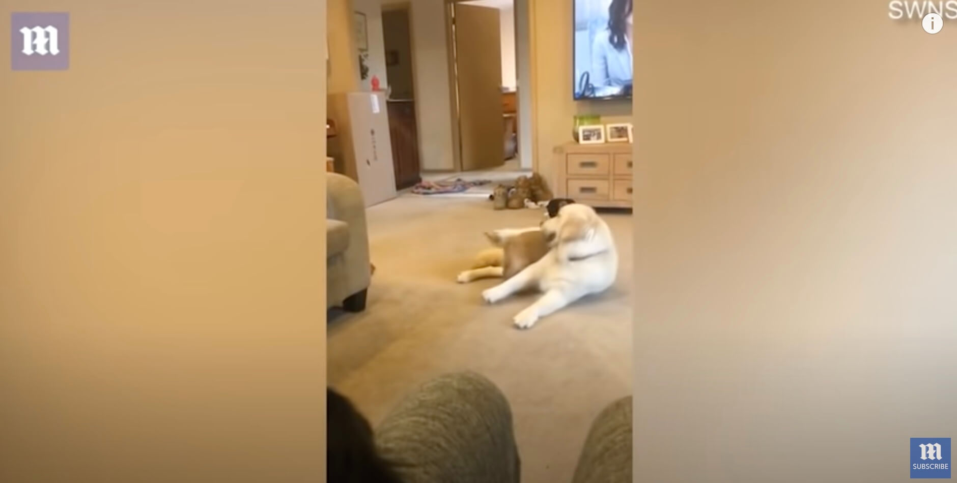 ゴールデンレトリーバー,動画