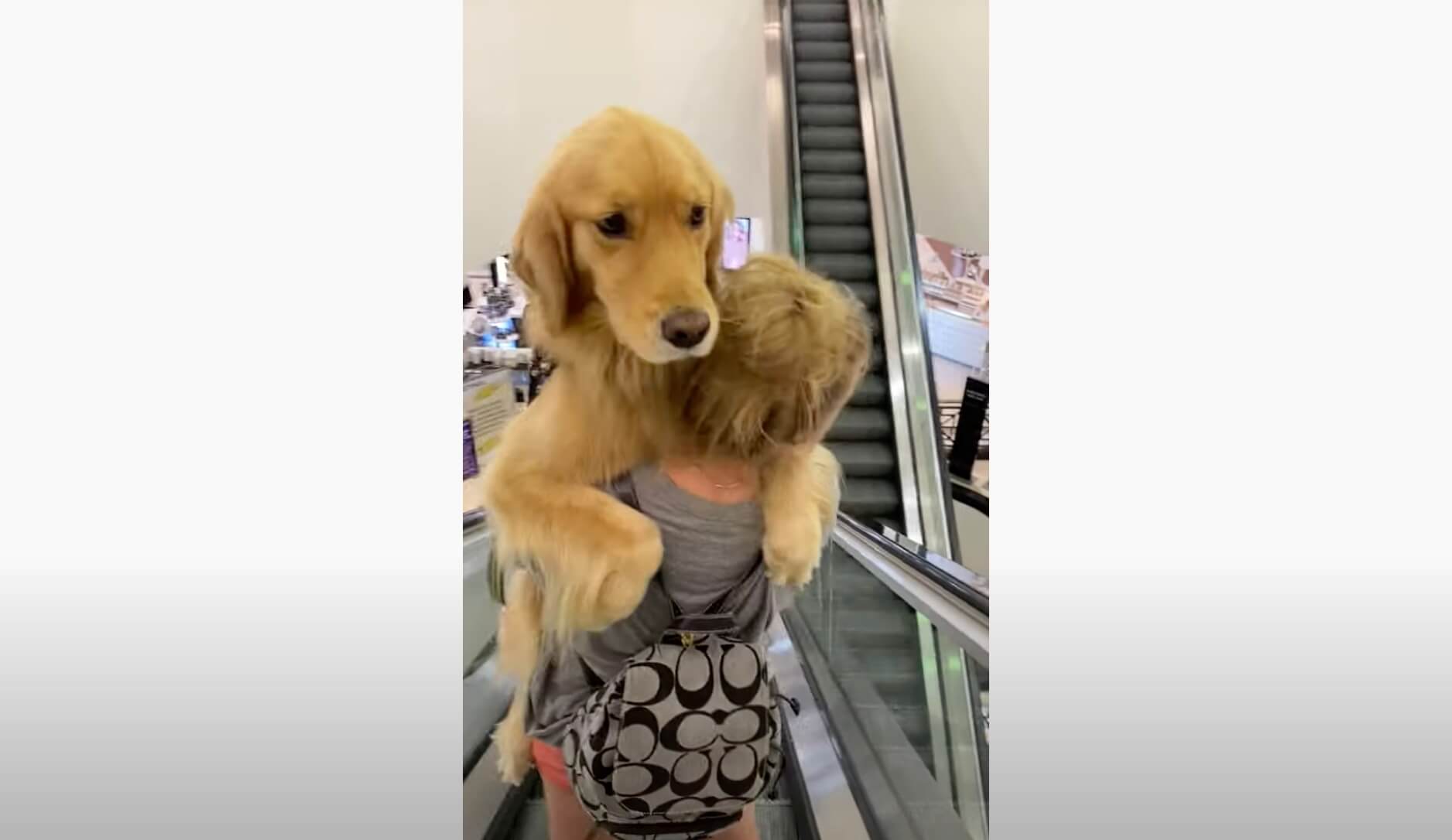 ゴールデンレトリーバー,動画