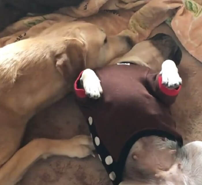 ラブラドールレトリーバー,動画