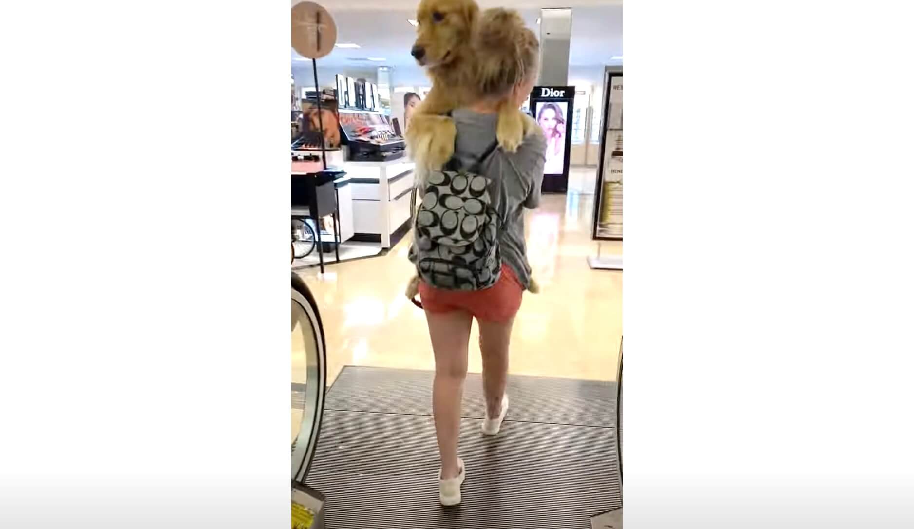 ゴールデンレトリーバー,動画