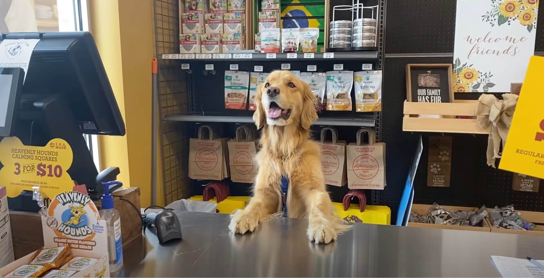 ゴールデンレトリーバー,動画