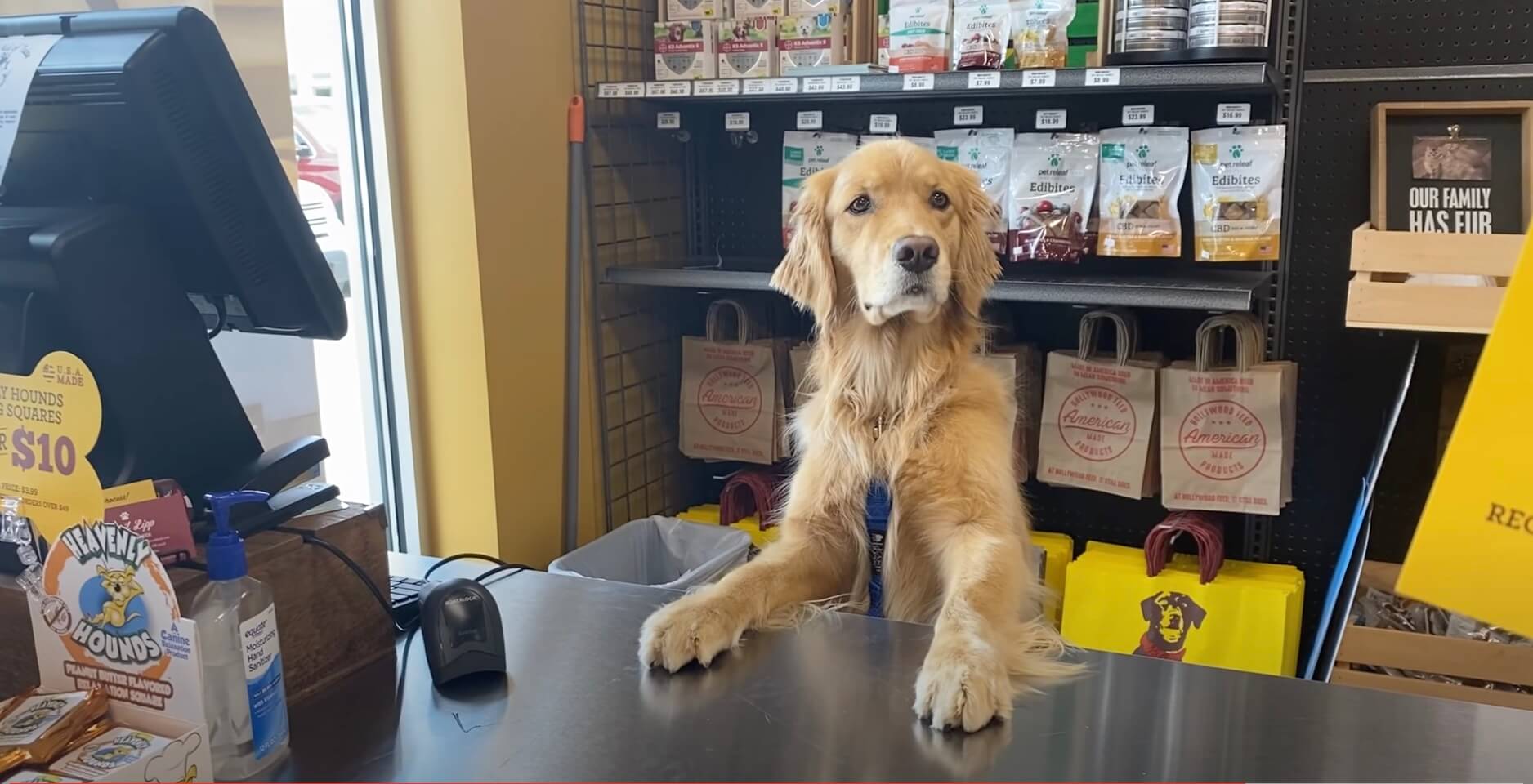 ゴールデンレトリーバー,動画