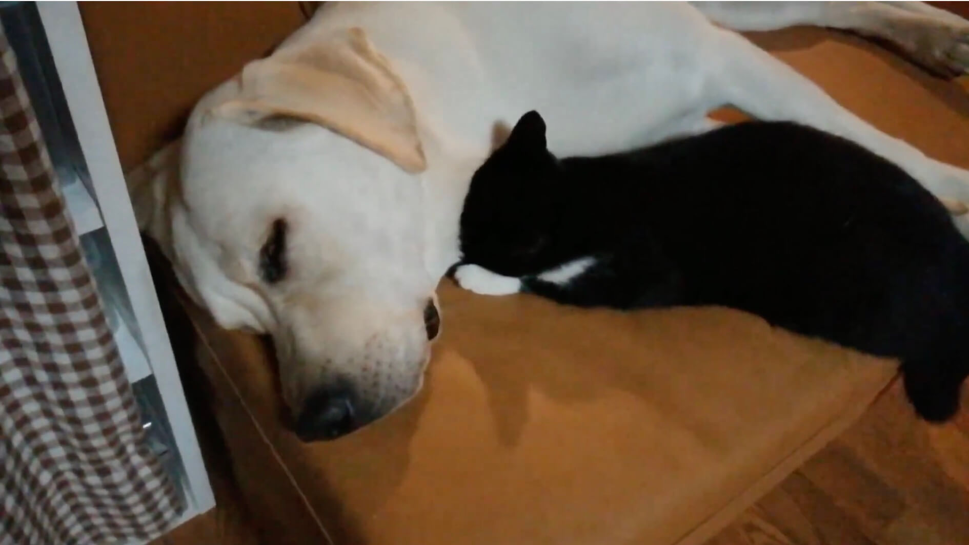 ラブラドールレトリーバー,動画