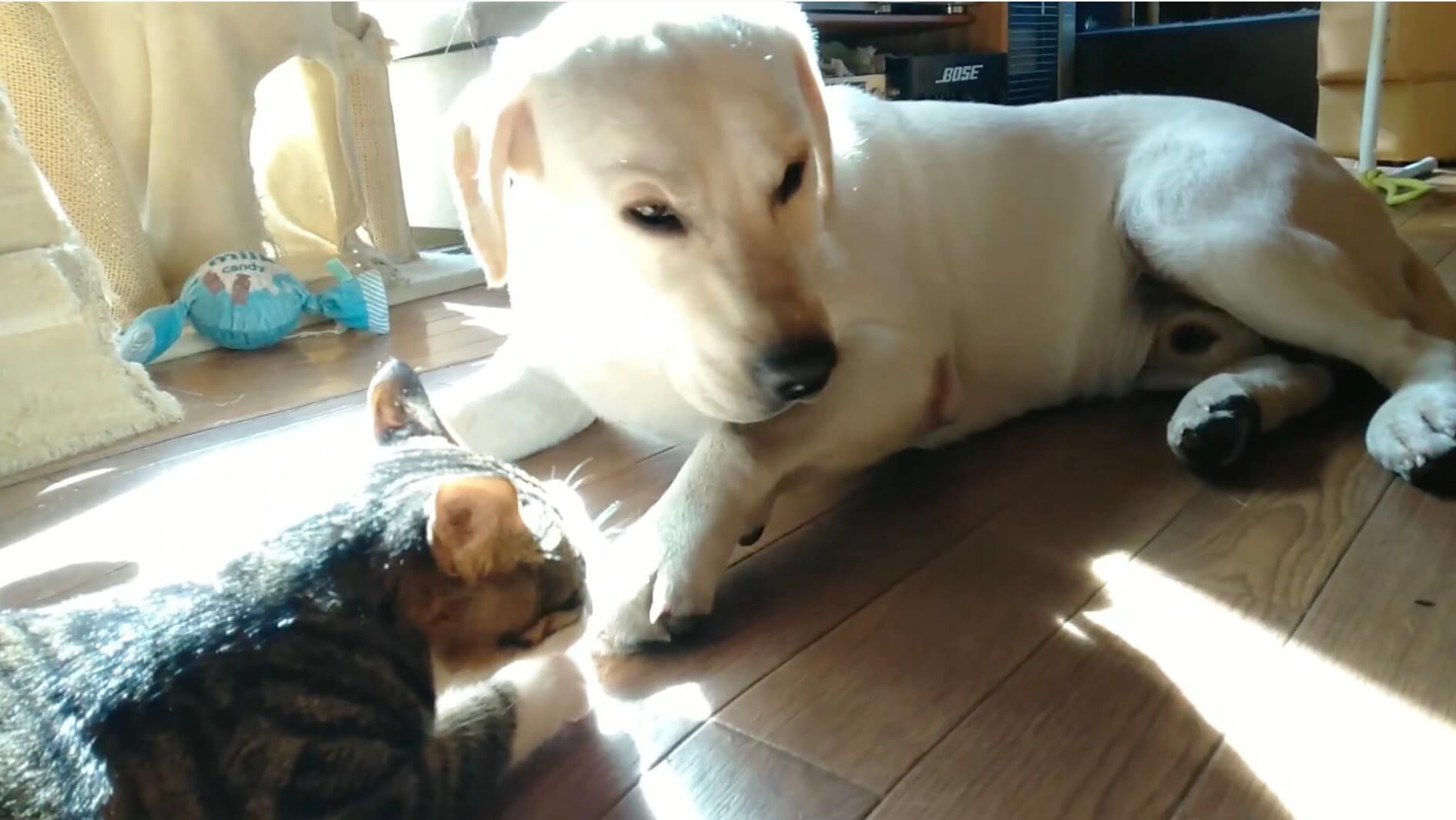 ラブラドールレトリーバー,動画