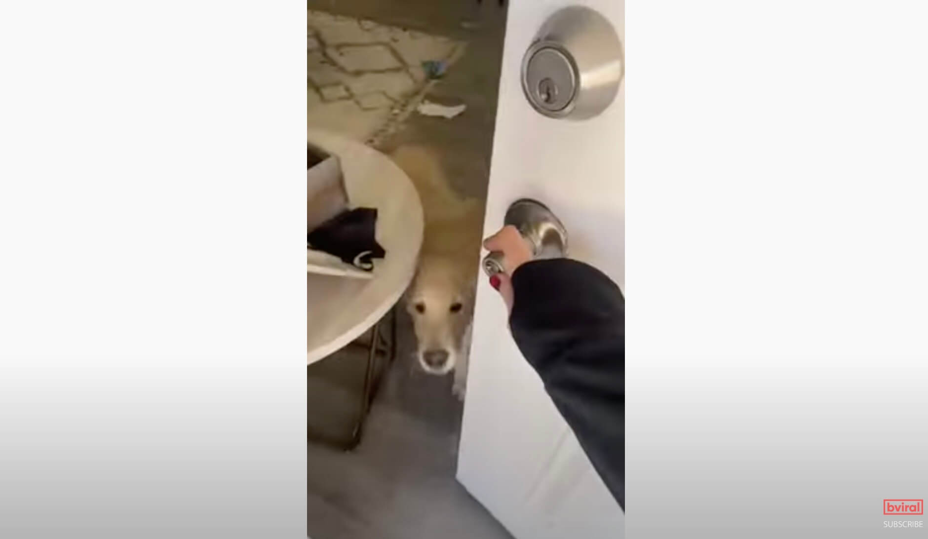 ゴールデンレトリーバー,動画