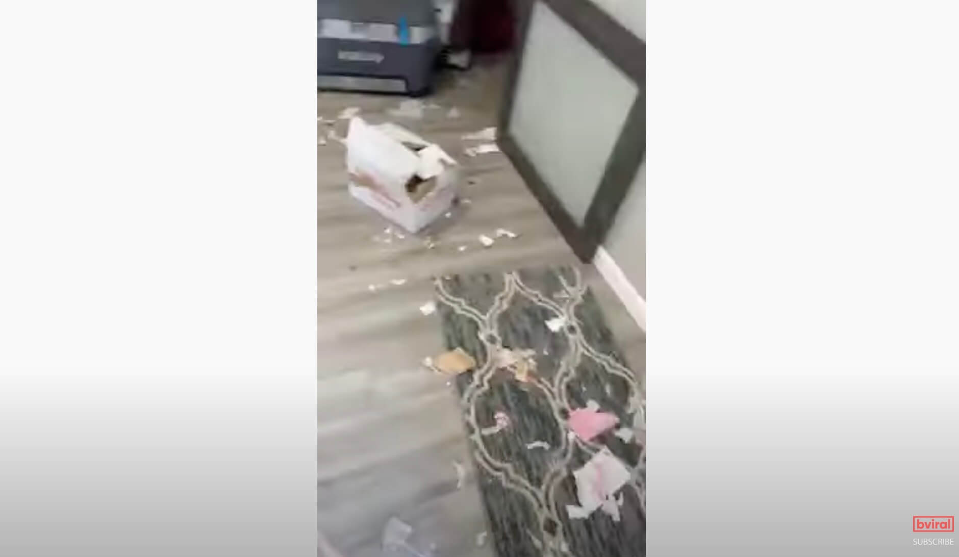 ゴールデンレトリーバー,動画