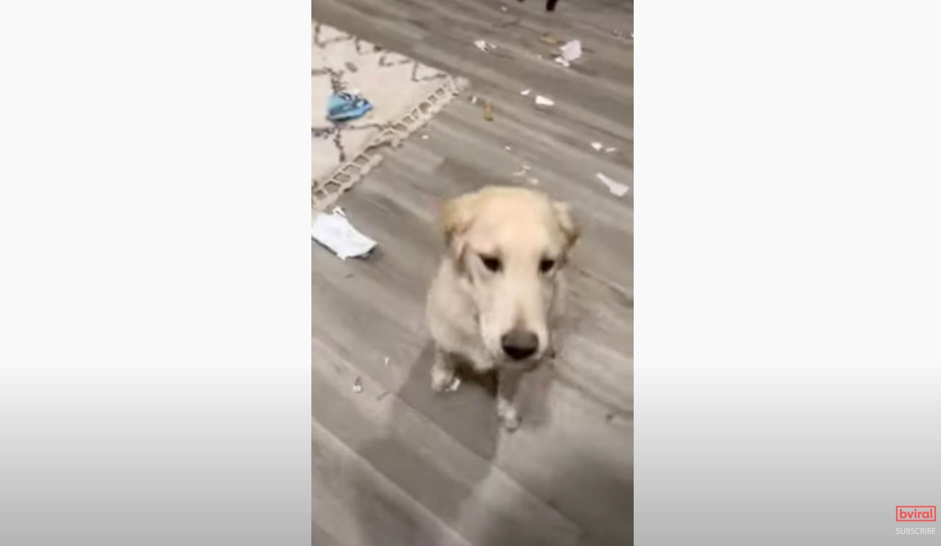 ゴールデンレトリーバー,動画