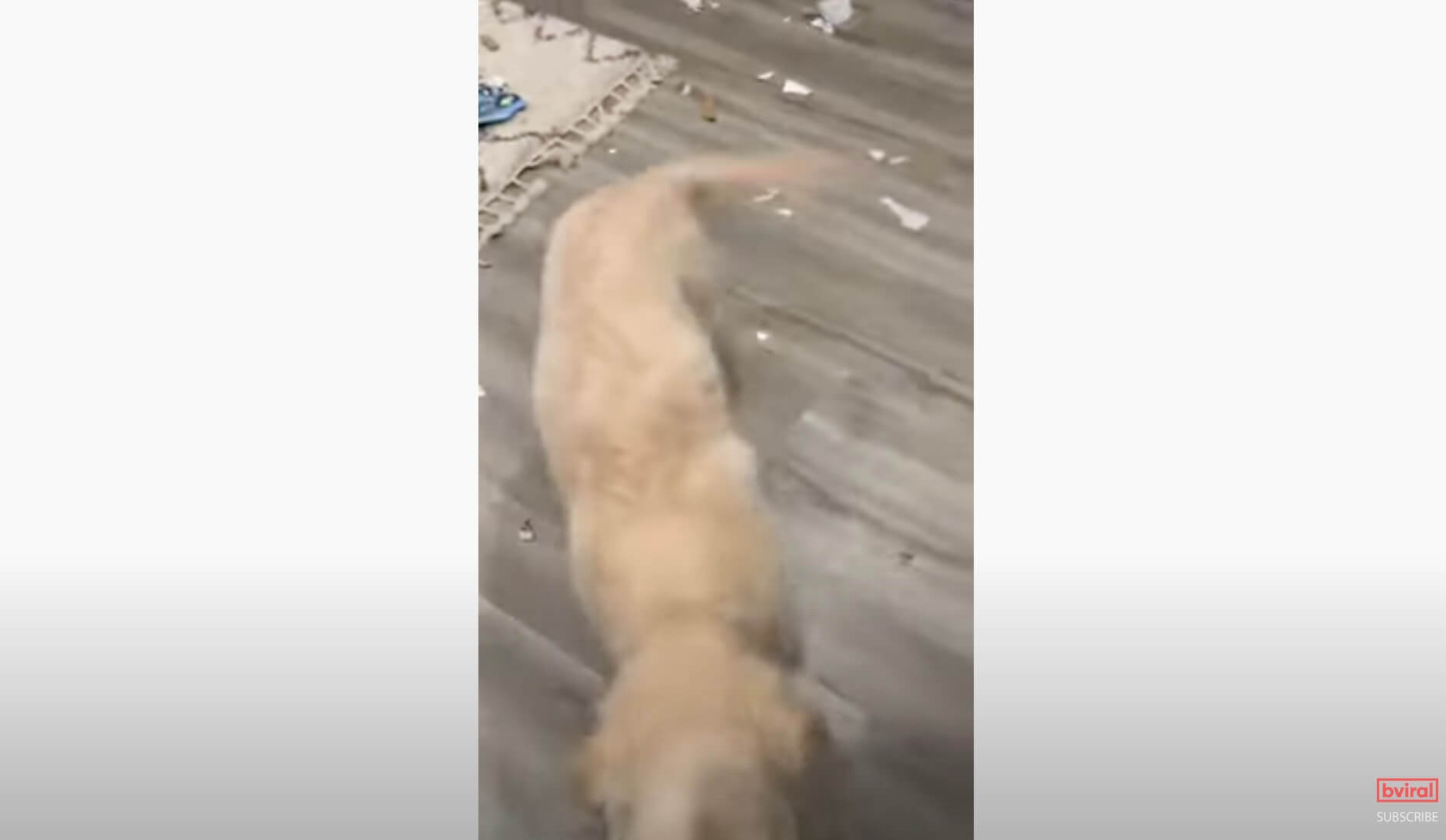 ゴールデンレトリーバー,動画