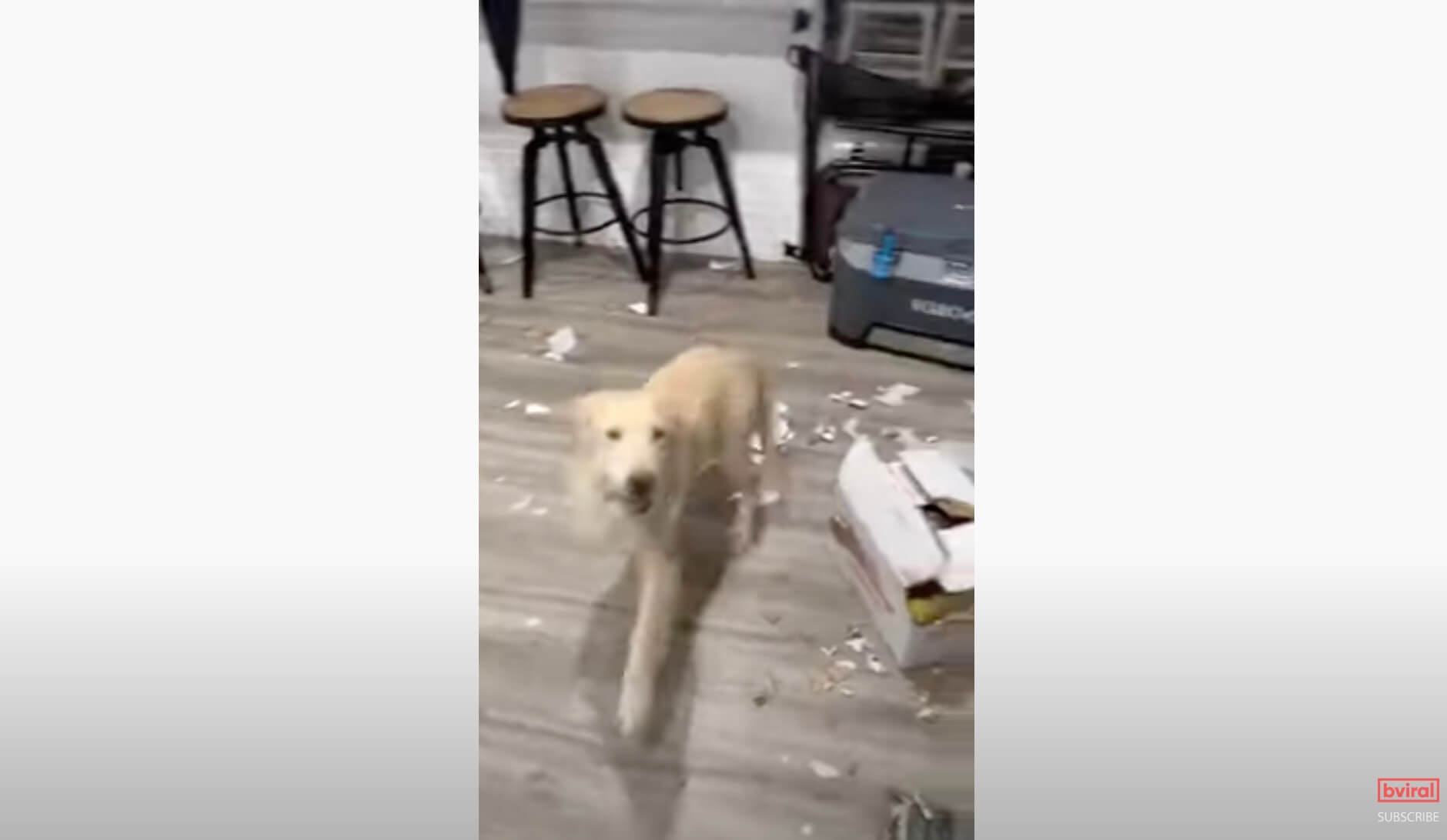 ゴールデンレトリーバー,動画