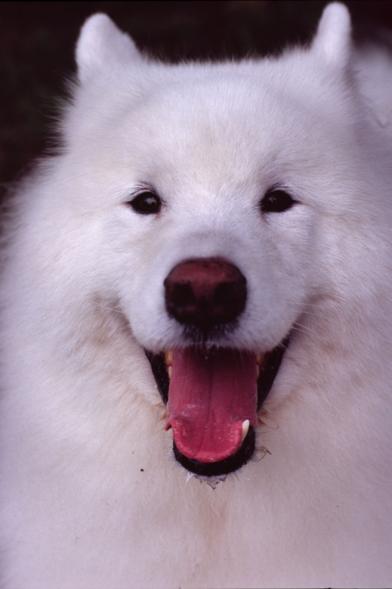 レトリーバー,取材,D.I.N.G.O.