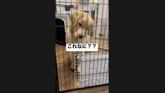 ゴールデンレトリーバー,動画