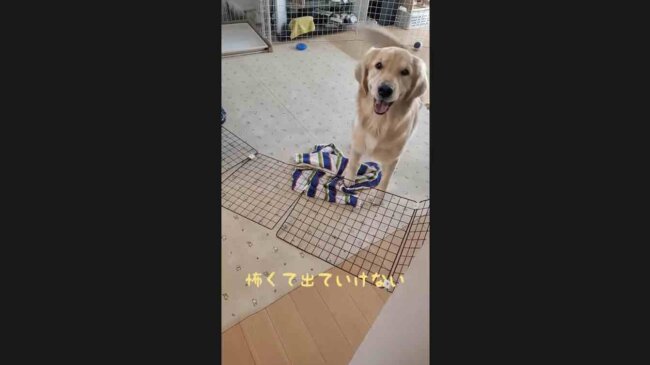 ゴールデンレトリーバー,動画