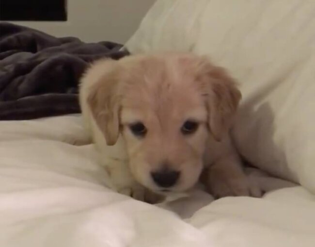 ゴールデンレトリーバー,動画