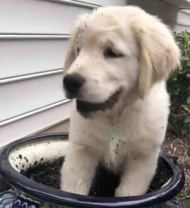 ゴールデンレトリーバー,動画