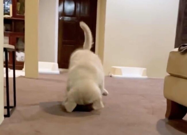 ゴールデンレトリーバー,動画