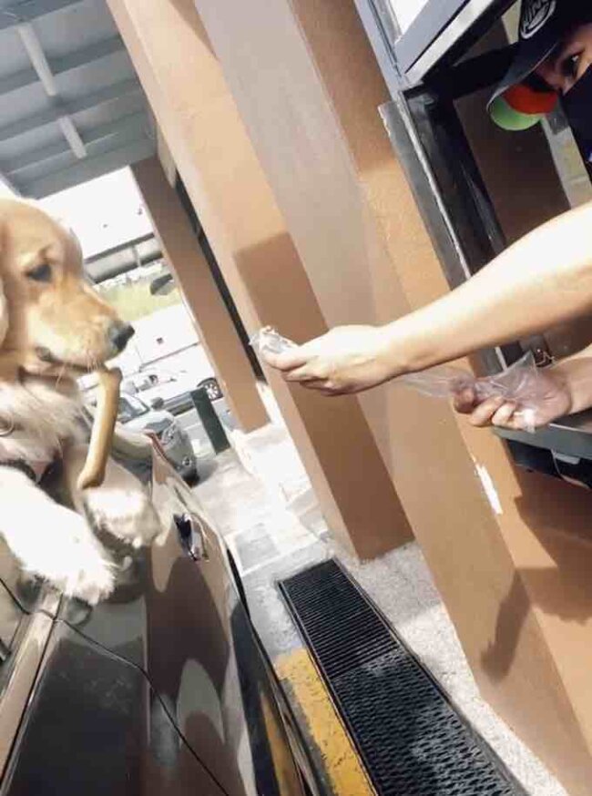 ゴールデンレトリーバー,動画