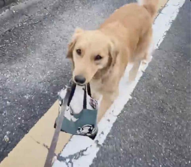 ゴールデンレトリーバー,動画