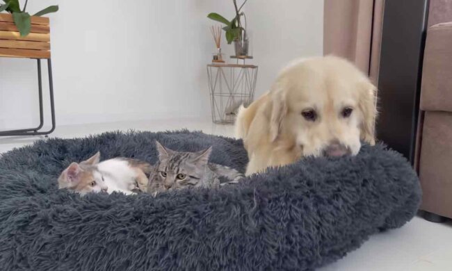 ゴールデンレトリーバー,動画