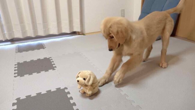 ゴールデンレトリーバー,動画