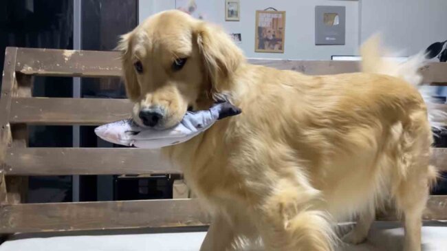 ゴールデンレトリーバー,動画