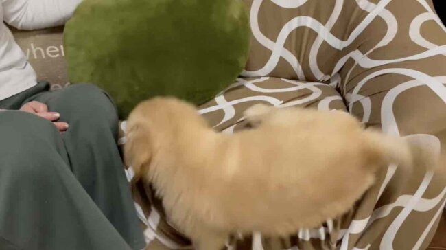 ゴールデンレトリーバー,動画