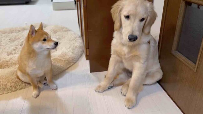 ゴールデンレトリーバー,動画