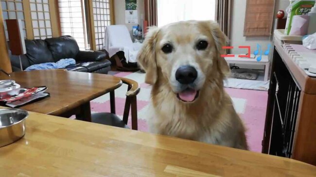 ゴールデンレトリーバー,動画