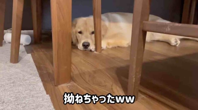 ゴールデンレトリーバー,動画