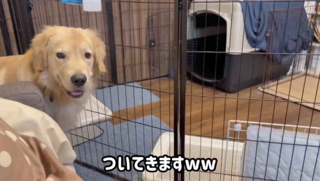 ゴールデンレトリーバー,動画