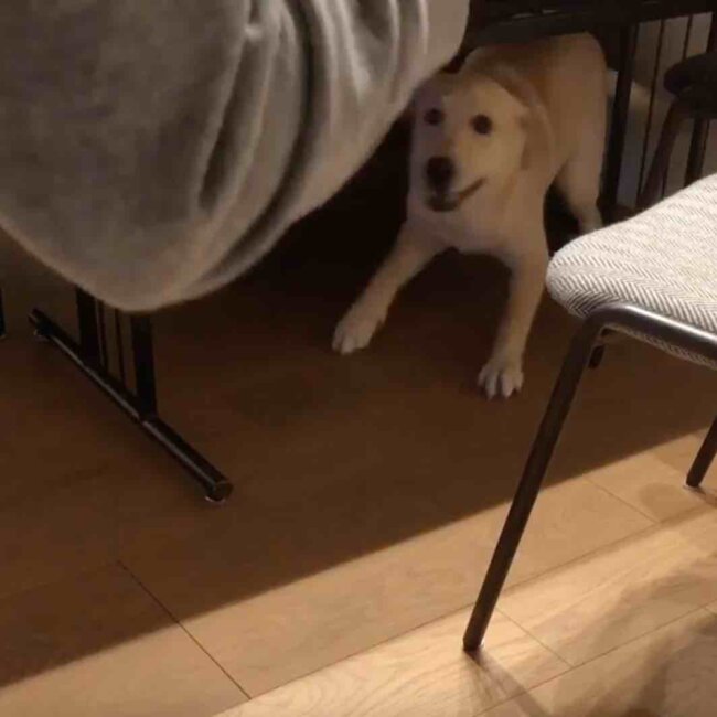 ラブラドールレトリーバー,動画