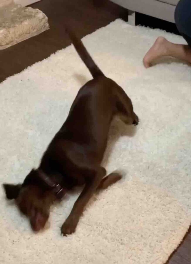 ラブラドールレトリーバー,動画