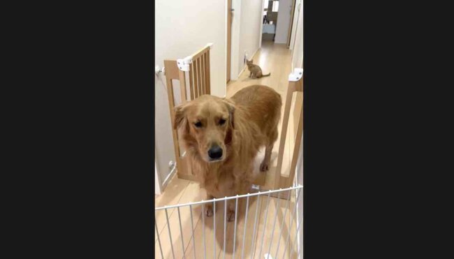 ゴールデンレトリーバー,動画