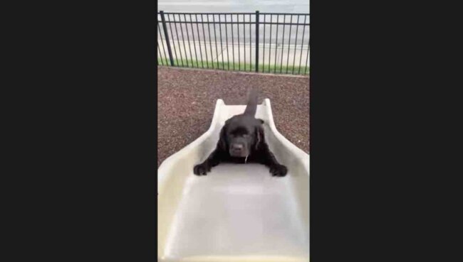 ラブラドールレトリーバー,動画