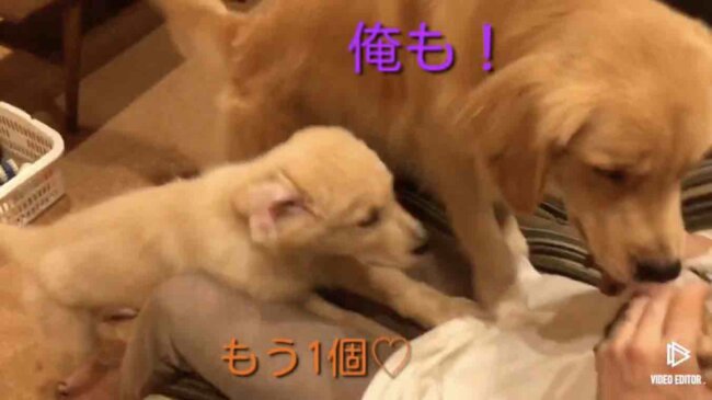 ゴールデンレトリーバー,動画