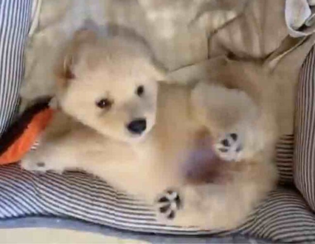 ゴールデンレトリーバー,動画