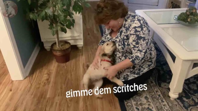 ゴールデンレトリーバー,動画