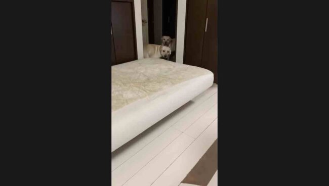 ラブラドールレトリーバー,動画