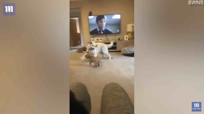 ゴールデンレトリーバー,動画