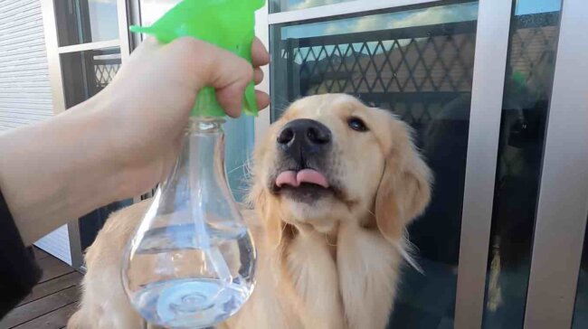 ゴールデンレトリーバー,動画