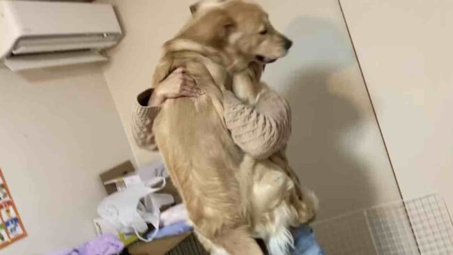 ゴールデンレトリーバー,動画