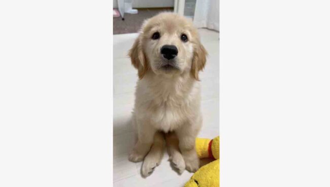 ゴールデンレトリーバー,動画