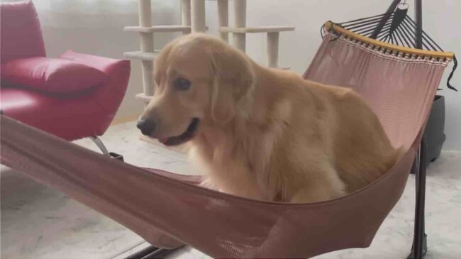 ゴールデンレトリーバー,動画