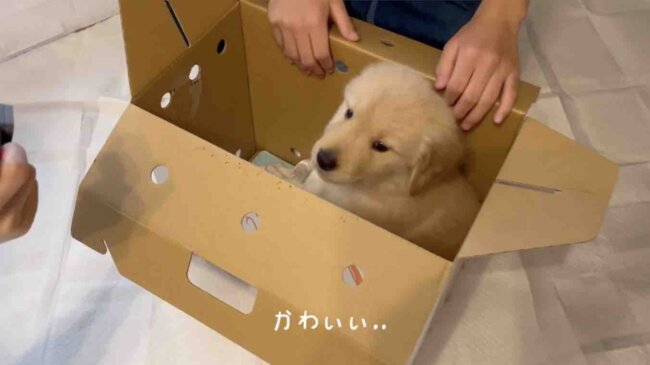 ゴールデンレトリーバー,動画